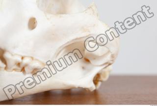 Skull photo reference 0038